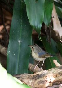 Close-up of bird perching on leaf