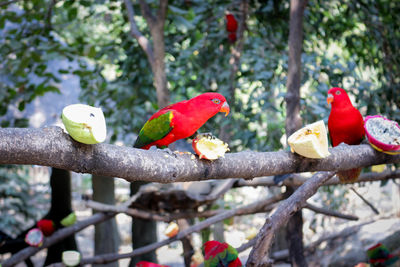 Close-up of parrot perching on branch