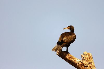 Low angle view of birds perching on tree