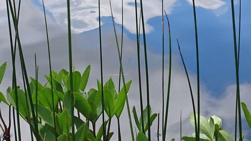 Low angle view of plants against sky