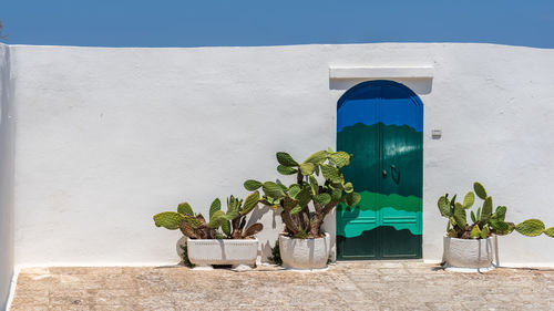 Potted plants against wall of house