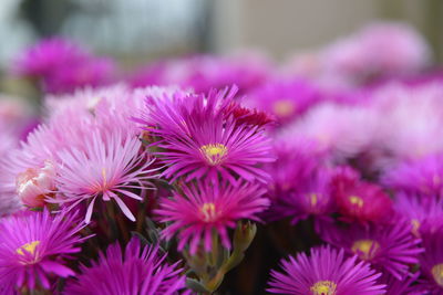 Close-up of pink flowers blooming outdoors