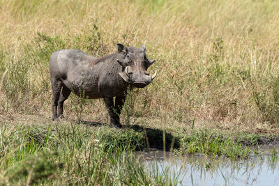 Common warthog stands by pool eyeing camera