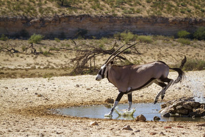 Antelope jumping in puddle