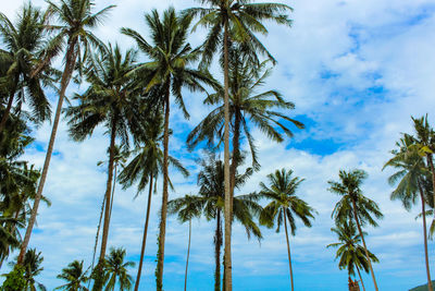 Low angle view of palm trees against sky