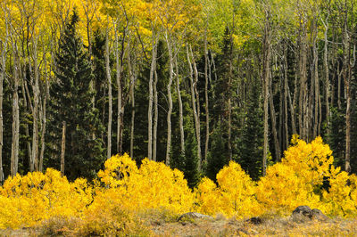 Yellow flowering trees in forest