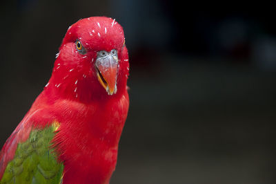 Close-up of a bird