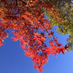 Low angle view of maple tree against sky