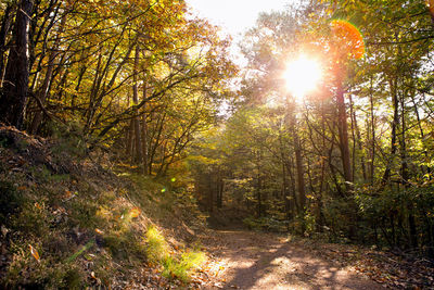 Sun shining through trees in forest