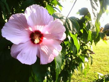 Close-up of hibiscus blooming outdoors