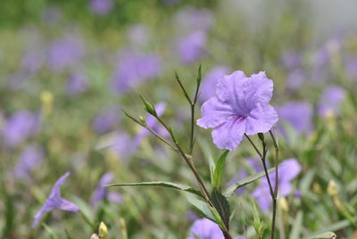 Close-up of purple flowering plant on field