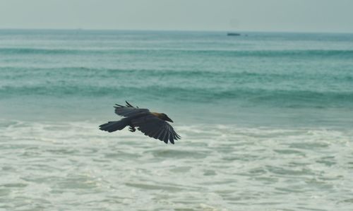 Bird flying over sea against sky