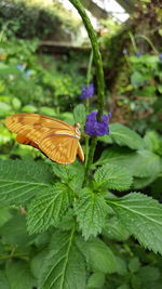 Close-up of butterfly pollinating on flower