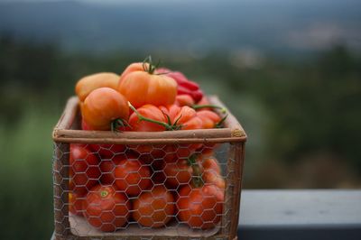Close-up of tomatoes in basket