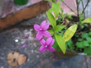 Close-up of pink flowering plant