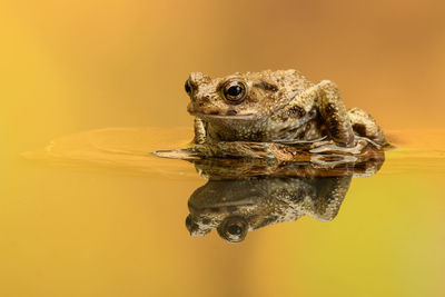 Close-up of a lizard on rock against yellow background