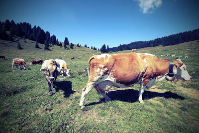 Cows grazing on landscape against sky