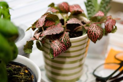 Close-up of potted plant on table