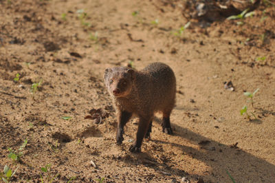 View of an animal on field