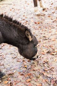 High angle view of an animal