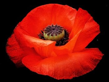 Close-up of red flower blooming against black background