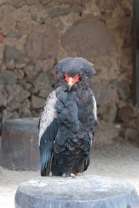 Close-up of bateleur eagle perching on wood