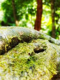 Close-up of moss growing on rock