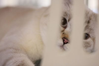 Close-up portrait of a cat