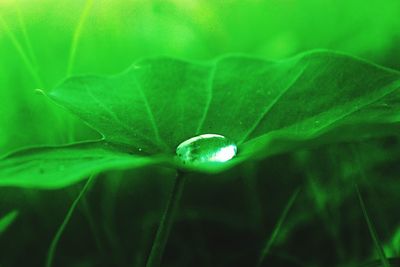 Close-up of water drops on flower