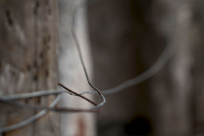 Close-up of plant against blurred background