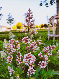 Close-up of pink flowering plants on field