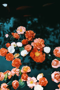 High angle view of flowering plants floating on water