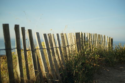 Plants growing on field