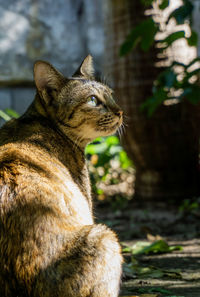 My cat on sunlight