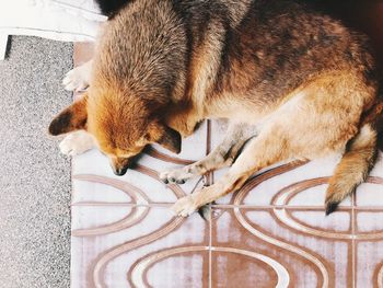 View of a dog sleeping