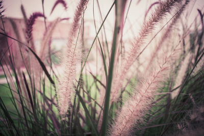 Close-up of plants