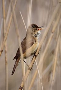 Close-up of bird perching on branch