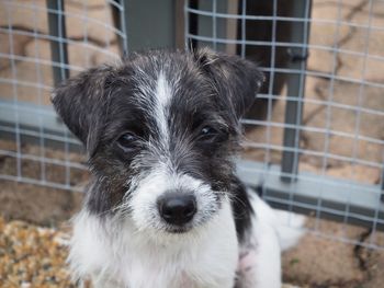 Close-up portrait of puppy