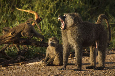 Monkeys in a field