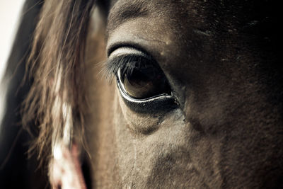 Close-up of horse