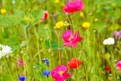 Close-up of pink flowering plant