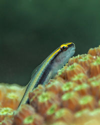 Elacatinus evelynae, the sharknose goby