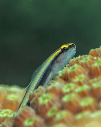 Close-up of fish swimming in sea