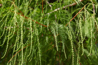 Close-up of wet spider web on plants