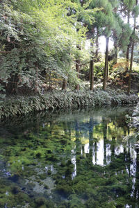 Scenic view of lake in forest