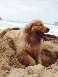 Close-up of dog on beach against sky