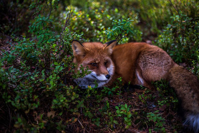 Portrait of a cat lying on field