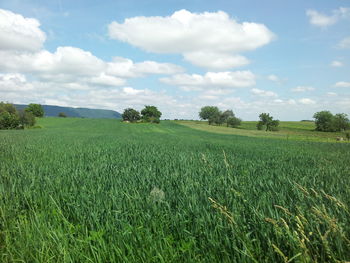 Scenic view of agricultural field against sky