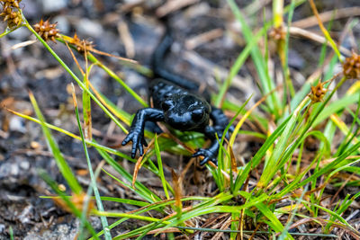 Close-up of black insect on land