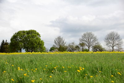 Scenic view of grassy field against cloudy sky